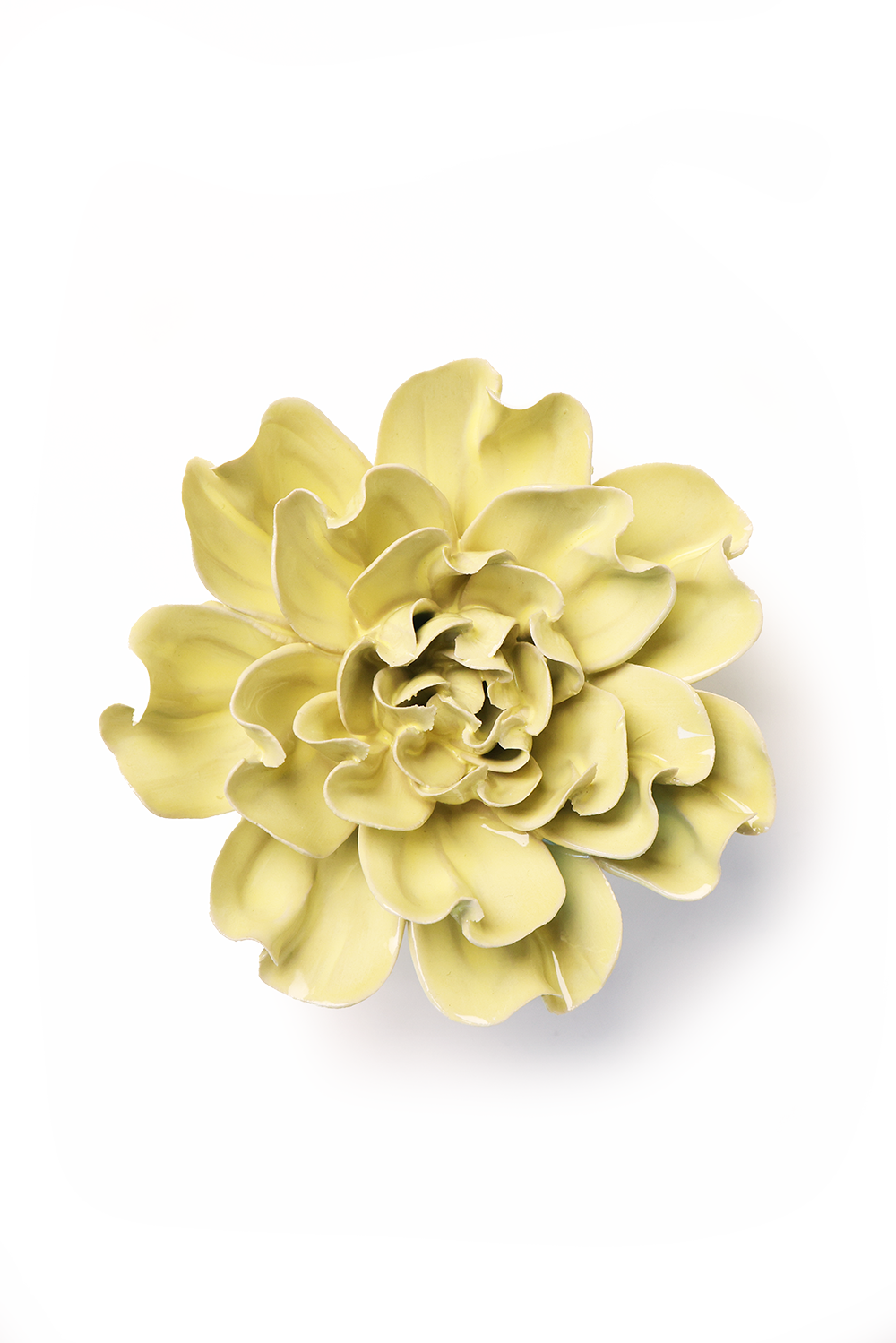 Lime Yellow Larkspur - DB07